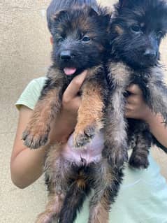 German Shephered  female puppies