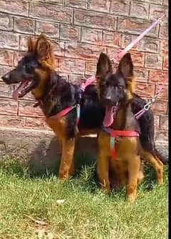 German shepherd long coat full security guard pair 4 month for sale