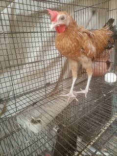 Golden Misri Chicken for sale
