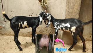 pure amritsari beetal heavy milking females   پیور امرتسری بیتل پٹھیں