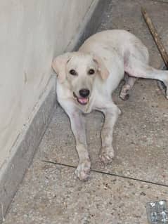 labrador puppy for sale