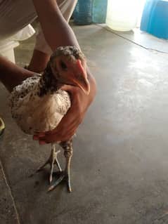 Aseel Cheena Mianwali cock, Bantom Black Cock, Bantom Chicks