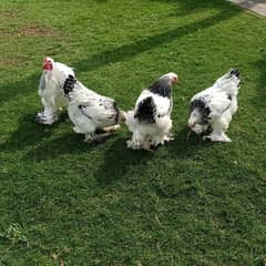 Light Columbian brahma chicks available week old