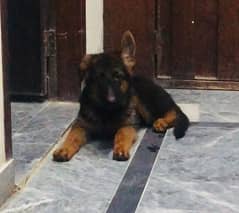 Quality Pedigree German Shepherd