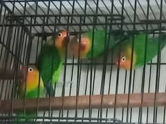 2 Fischer Pairs with cage and Box Lover Bird for sale