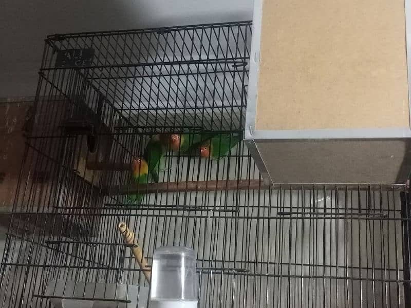 1 Fischer Pair with cage and Box Lover Bird for sale 1