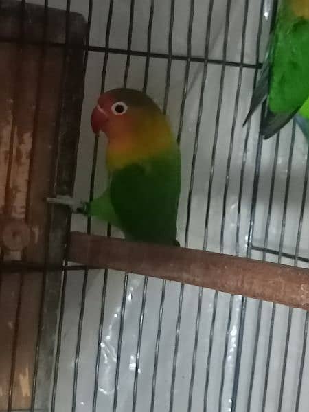 1 Fischer Pair with cage and Box Lover Bird for sale 3