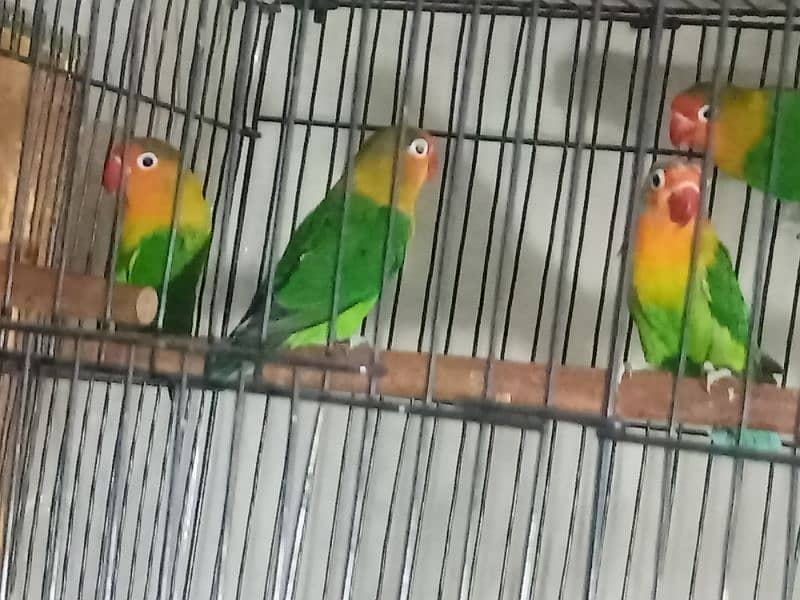 1 Fischer Pair with cage and Box Lover Bird for sale 5