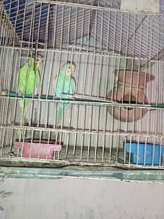 Medium size parrot with cage