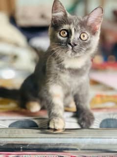 Persian kitten