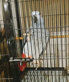 African Grey