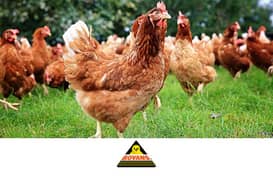 Bovans White Hens / Bovans hens / hens for sale / Oringic Eggs
