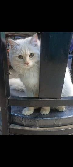 White Persian Cat with her 2 kittens