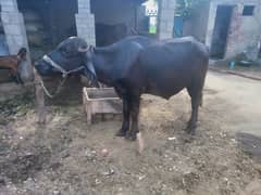 Katta bulls for sale