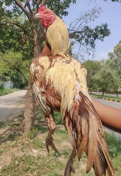 Mianwali boska Aseel Murgha For Sale