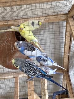 6 parrots for sale with cage
