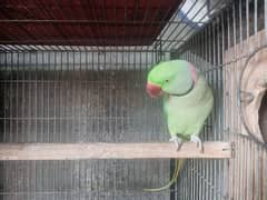 parrots/Raw parrots (2 pairs in 80k)