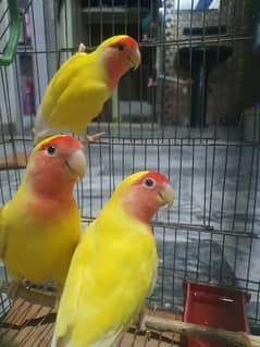 Lovebird