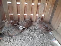 irani and dakhni tettar chicks (0304-8931870)