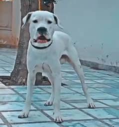 Dogo Argentino (knight of blue blood)