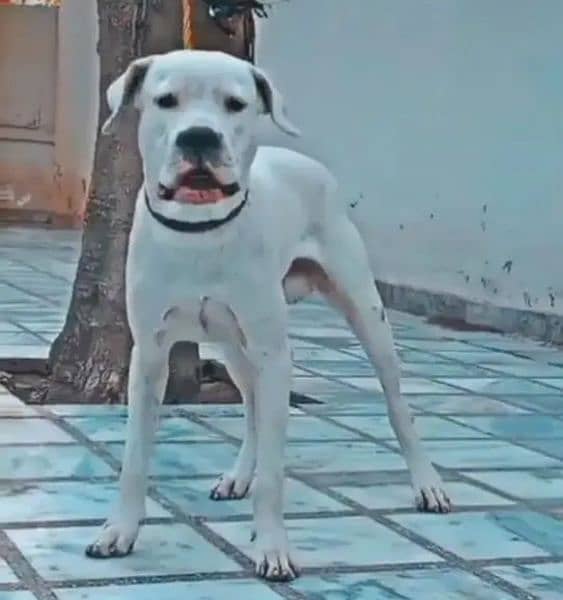 Dogo Argentino (knight of blue blood) 0