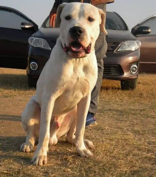 Dogo Argentino (knight of blue blood) 1