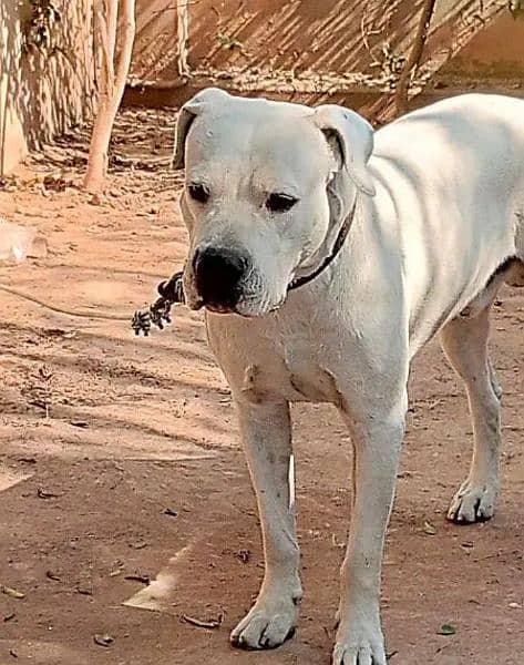 Dogo Argentino (knight of blue blood) 2