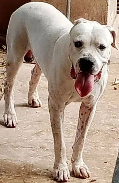 Dogo Argentino (knight of blue blood) 3