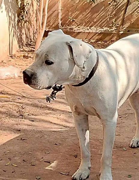 Dogo Argentino (knight of blue blood) 4