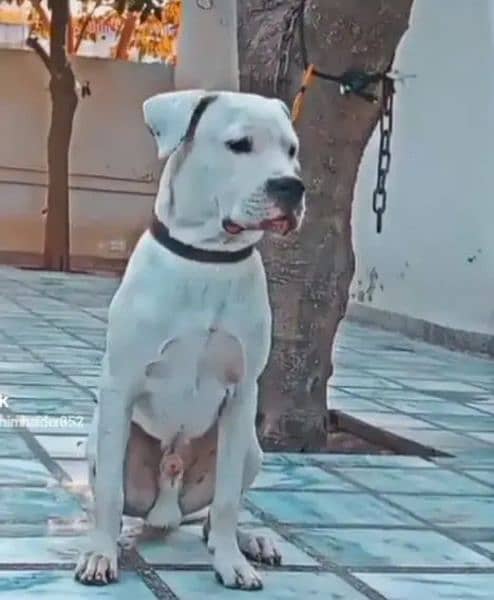 Dogo Argentino (knight of blue blood) 5