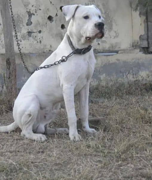 Dogo Argentino (knight of blue blood) 6