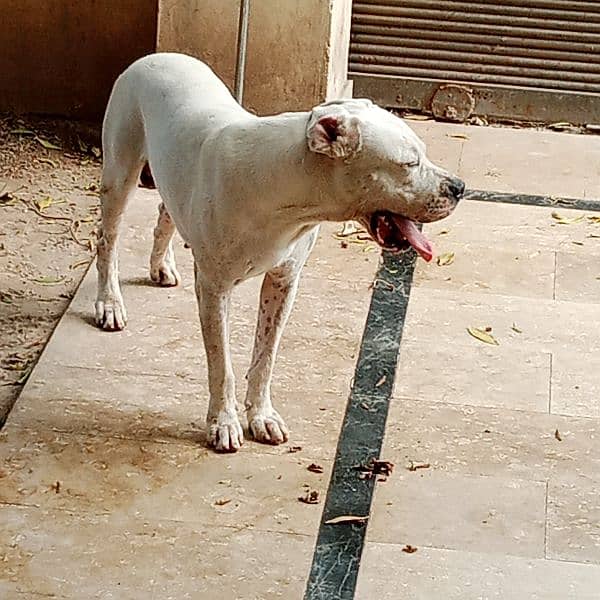 Dogo Argentino (knight of blue blood) 7