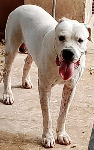 Dogo Argentino (knight of blue blood) 8