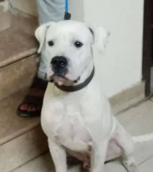 Dogo Argentino (knight of blue blood) 9