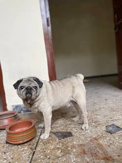 high quality ,healthy male pug for sale