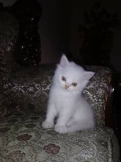 white persian kittens 0