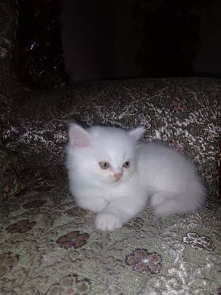 white persian kittens 1