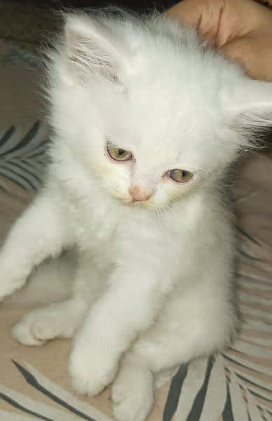 white persian kittens 3