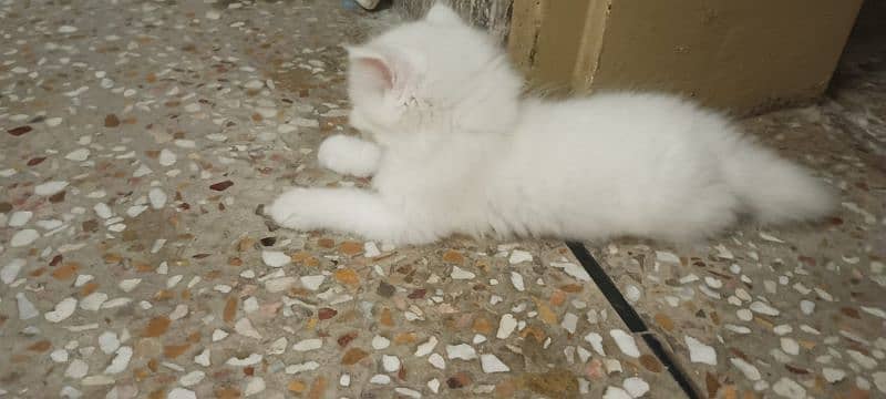 white persian kittens 4