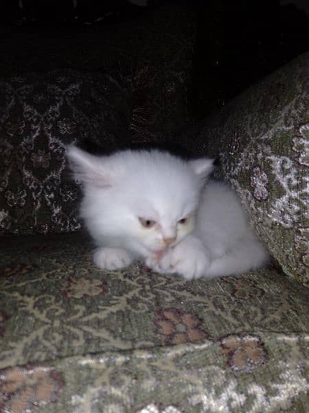 white persian kittens 5