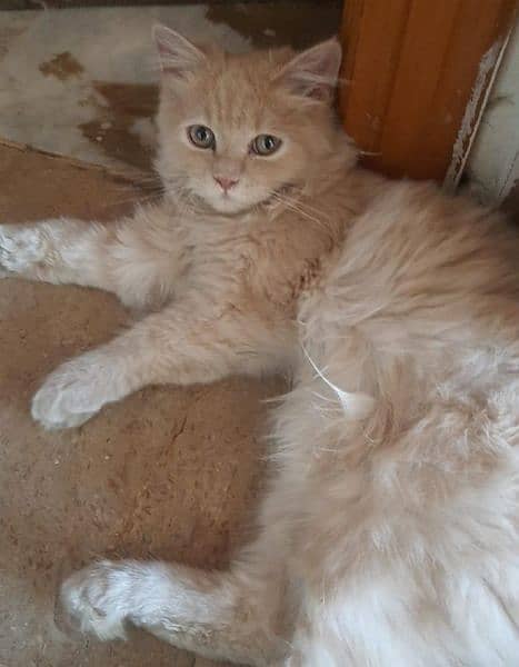 cute fawn colour male kitten price is 10,000 3