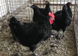 Australorp egg laying murgi