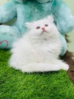 pure Himalian triple coated high quality breed kittensCASH ON DELIVERY