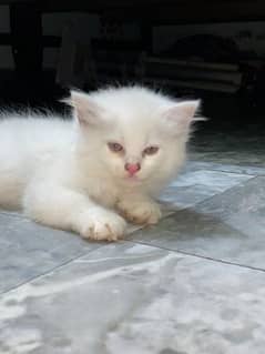 white Persian kitten white colour