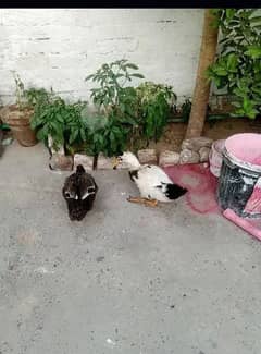 Ducks for Sale Both are female