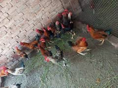 for sale 20 hens