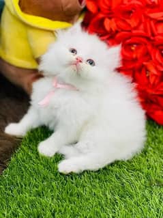 Pure Persian High qualitybreed kittens(Cash on Delivery)