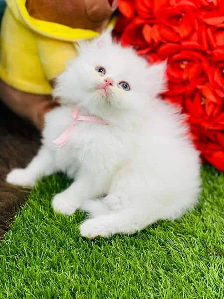 Pure Persian High qualitybreed kittens(Cash on Delivery) 0