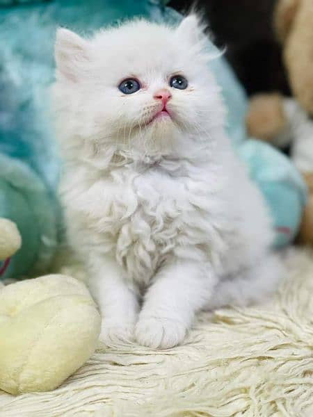 Pure Persian High qualitybreed kittens(Cash on Delivery) 1