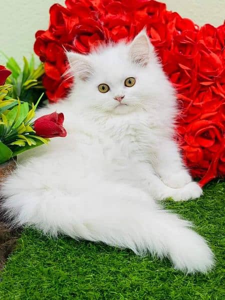 Pure Persian High qualitybreed kittens(Cash on Delivery) 2